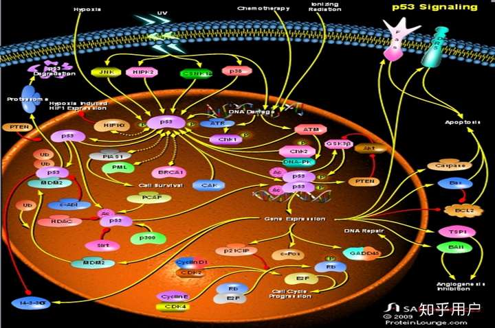 这是一个单一细胞的代谢途径中的冰山一角.