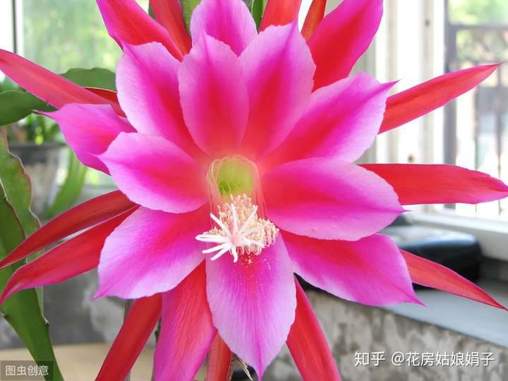 家里养的令箭荷花,花开如睡莲,雍容华贵,太美了