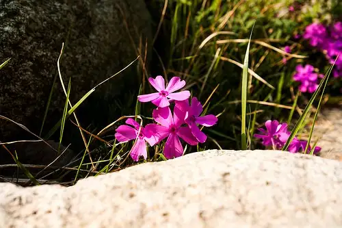 四月上旬诞生花 知乎