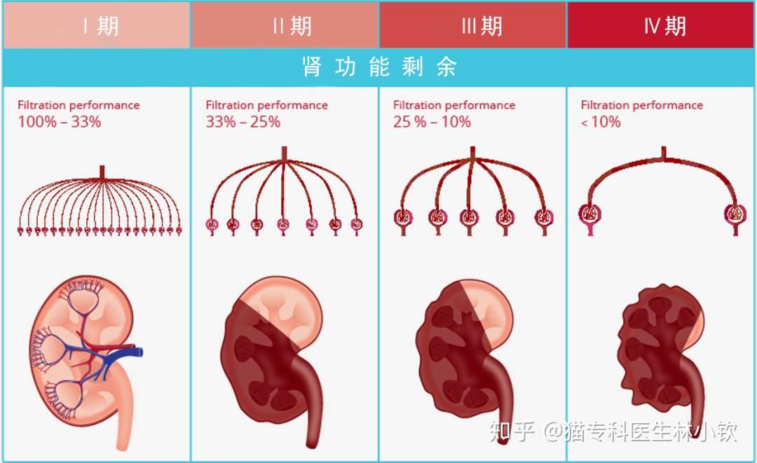 猫慢性肾病（CKD）2.1系列 慢性肾病分期- 知乎