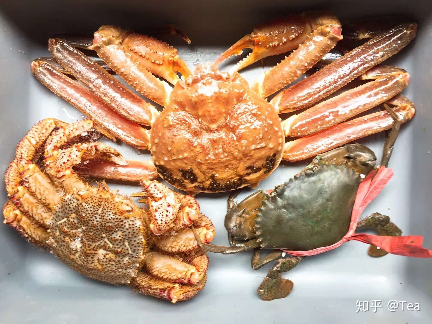 关于帝王蟹与皇帝蟹 知乎