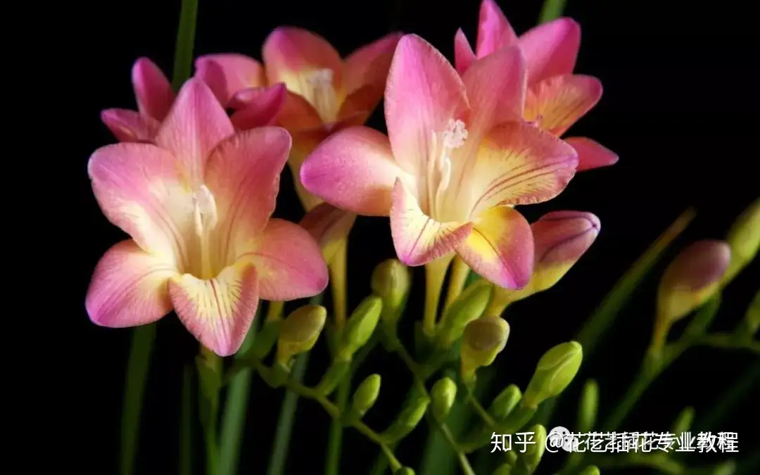 花材小知识 晚香玉为什么在夜晚香 知乎