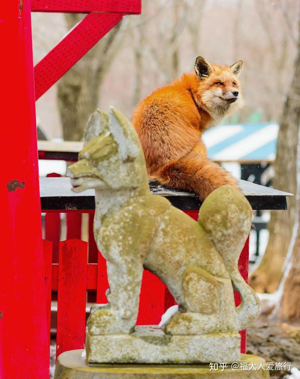 游日本狐狸村 从大多数人憎恨的狐狸身上看到中日反差 知乎