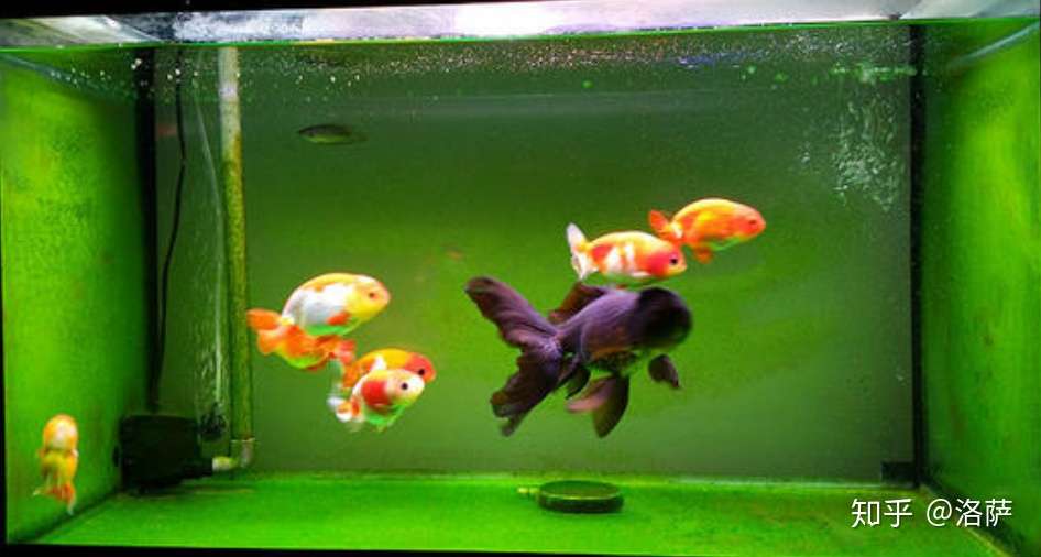 鱼缸的常见藻类有哪些 怎么清理 知乎