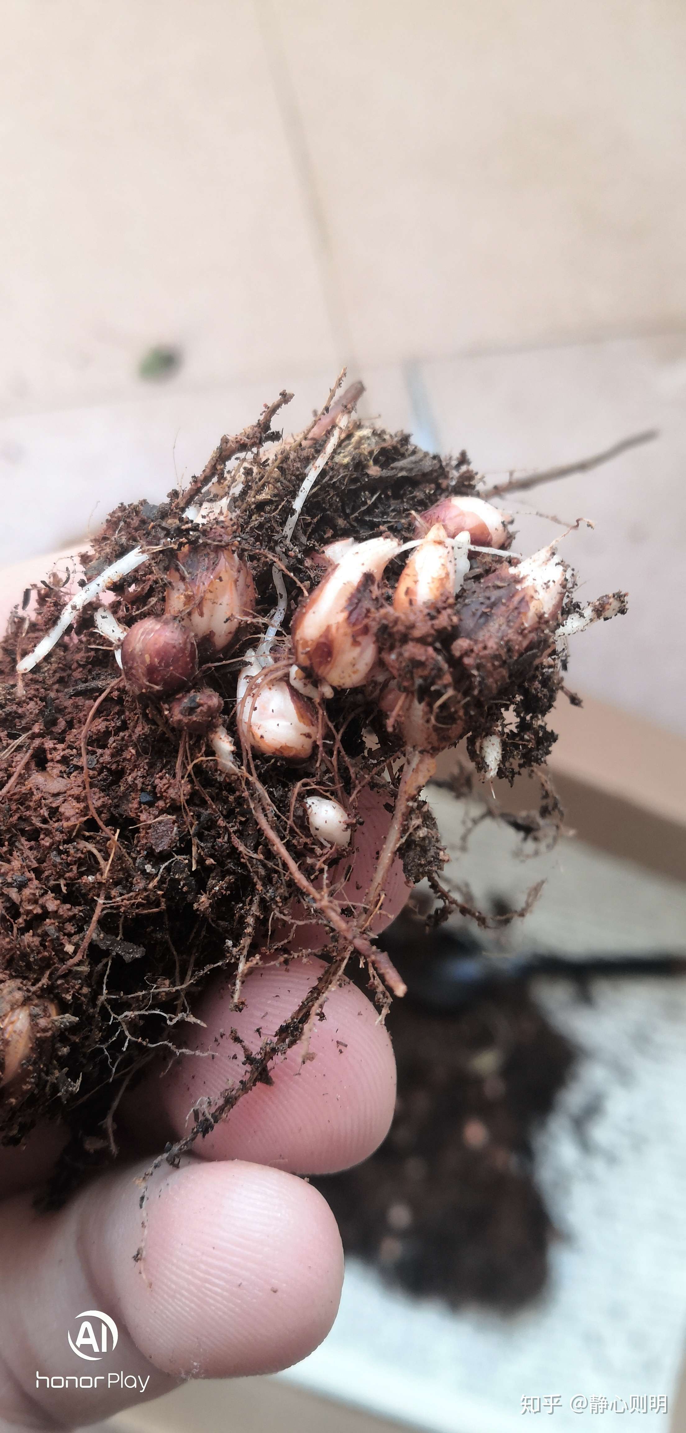 在酢浆草根部的土壤里发现了这个,哪位大佬能解释下这是什么?