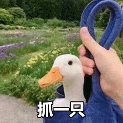 最近很火的抓鸭子是什么梗表情包来了