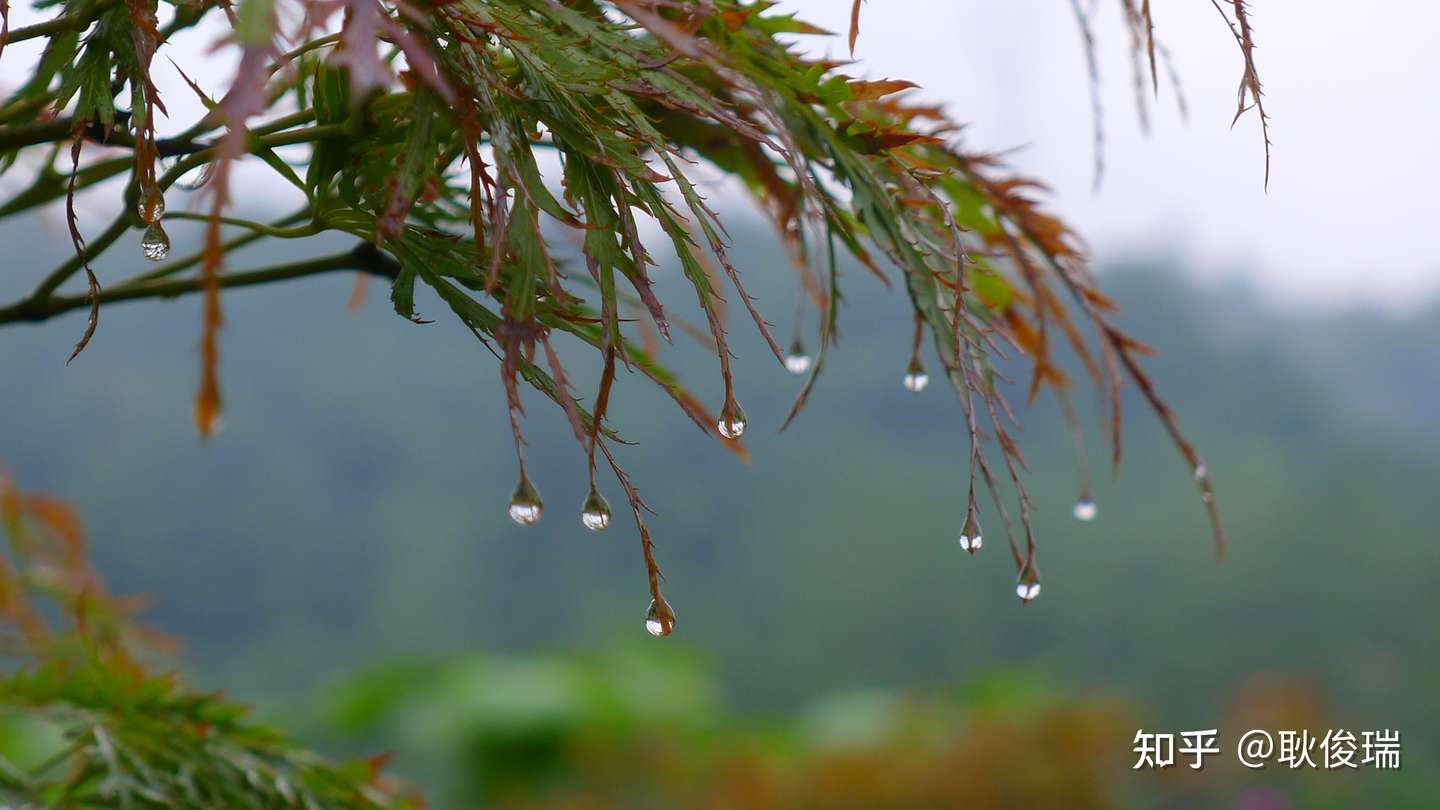 那一滴秋雨 知乎