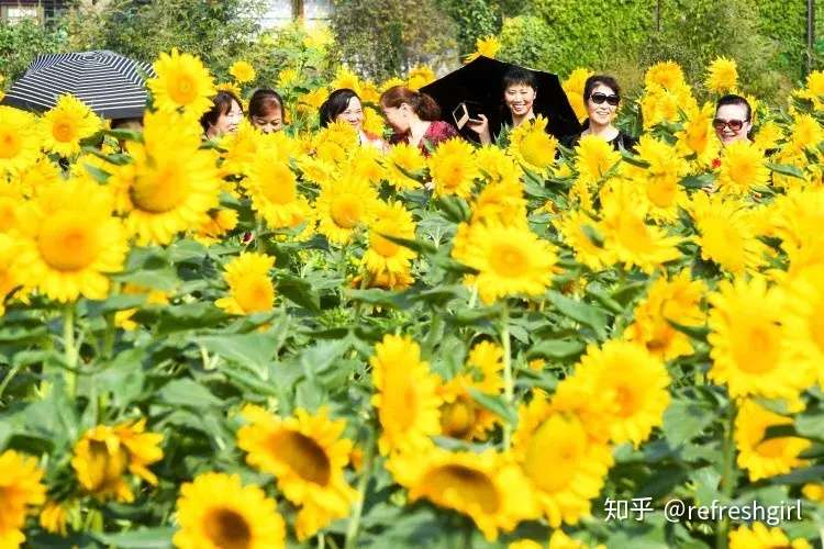 筑梦金秋 花样年华 省植物园向日葵 百合花主题花展盛装来袭 知乎