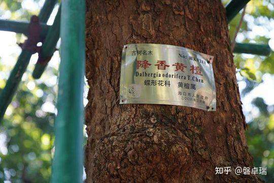 慧眼识花梨 花梨木相似品鉴别 知乎