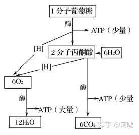 高中生物必修一有氧呼吸