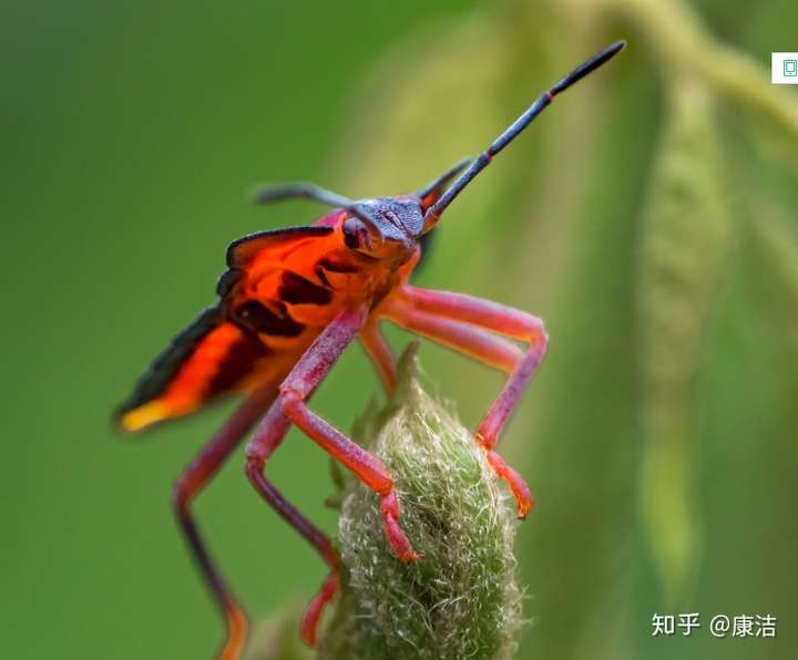 荔枝蝽又名荔蝽,荔枝蝽象,属半翅目蝽科,主要危害荔枝,龙眼等无患子科