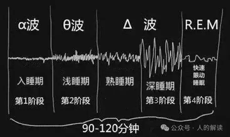 睡眠的奥秘,真相远超想象-人的解读
