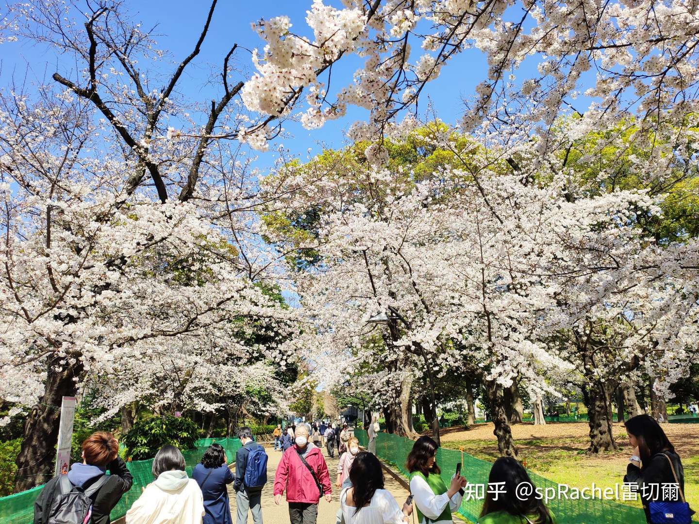 上野樱花sprung 艺术愿景upsprung 知乎