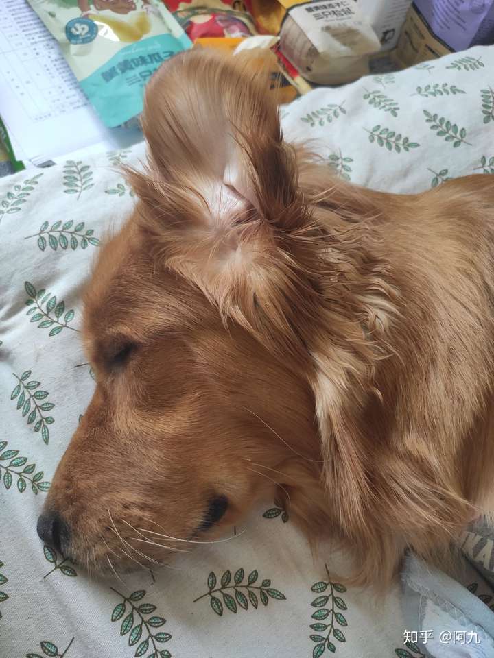 金毛耳朵立起来了是什么意思?