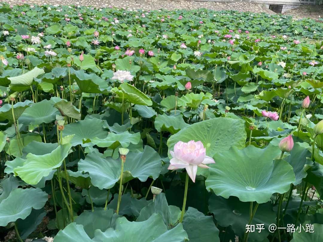 约会 夏雨荷 去老子故里旅游区太清宫赏荷花 知乎