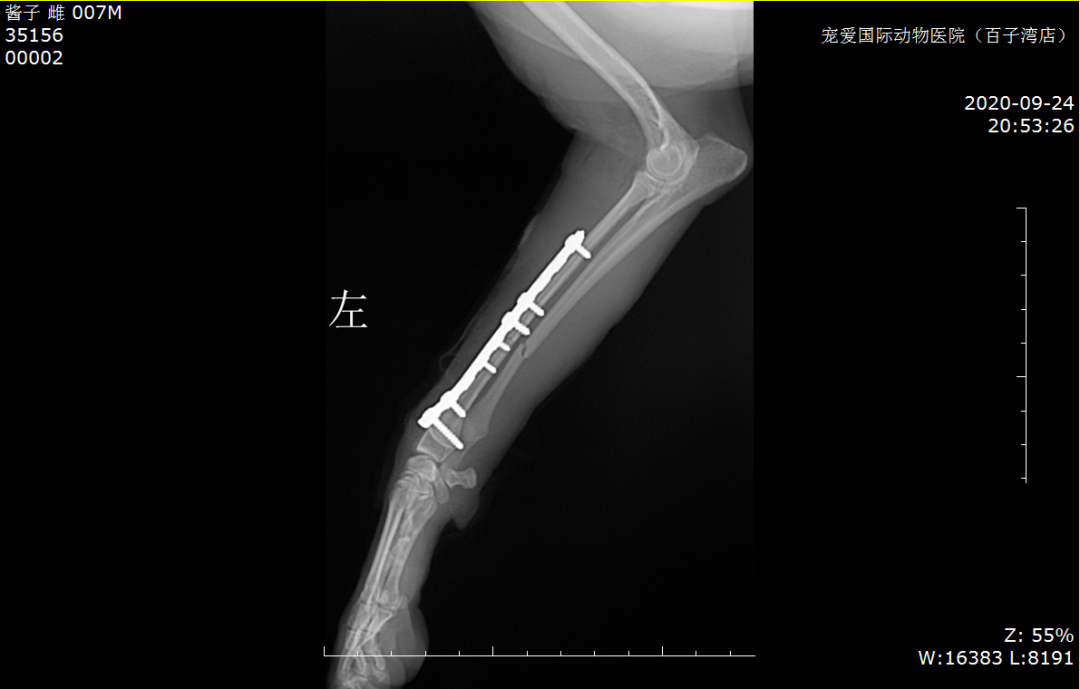 狗狗如果不幸出现骨折意外 别慌 知乎