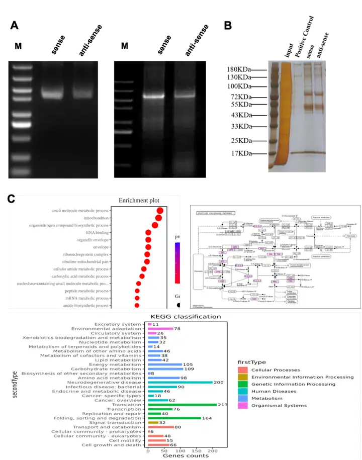 《一文读懂｜RNA Pull-down实验流程（值得收藏）》