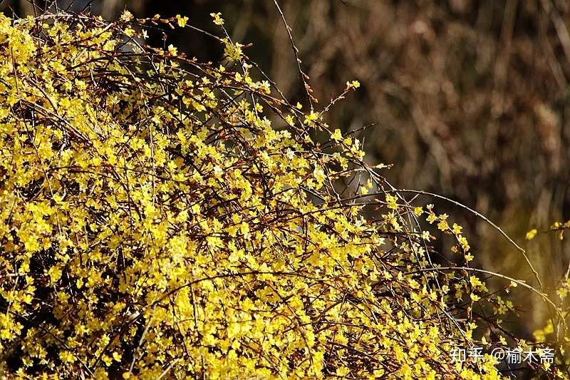 迎春花古诗词撷拾赏析 知乎