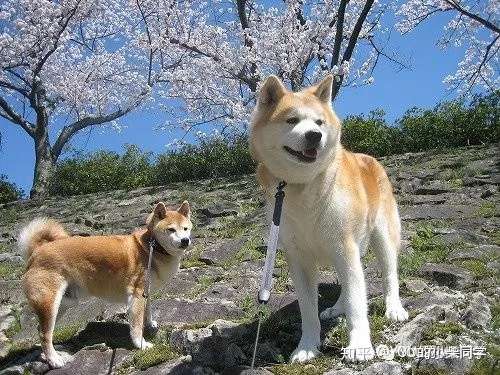 柴犬和秋田犬的区别大讲解 知乎