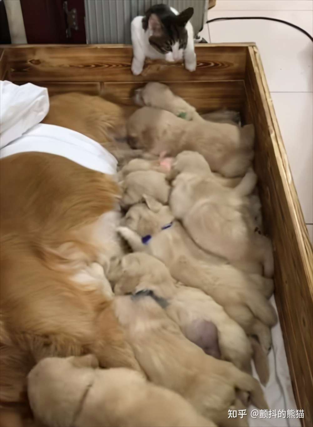 超治愈 作为小狗们的保姆而努力的猫咪放弃了工作一起爆睡 知乎