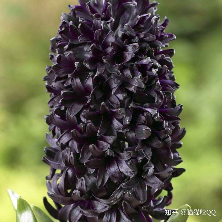 风信子花有黑色的吗?