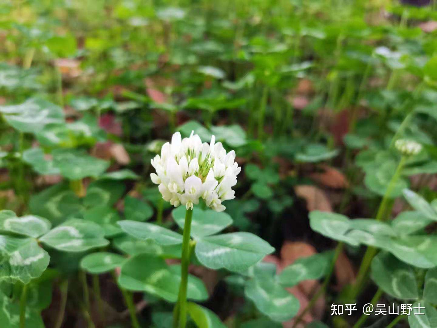 七绝 白车轴草 平水韵 知乎