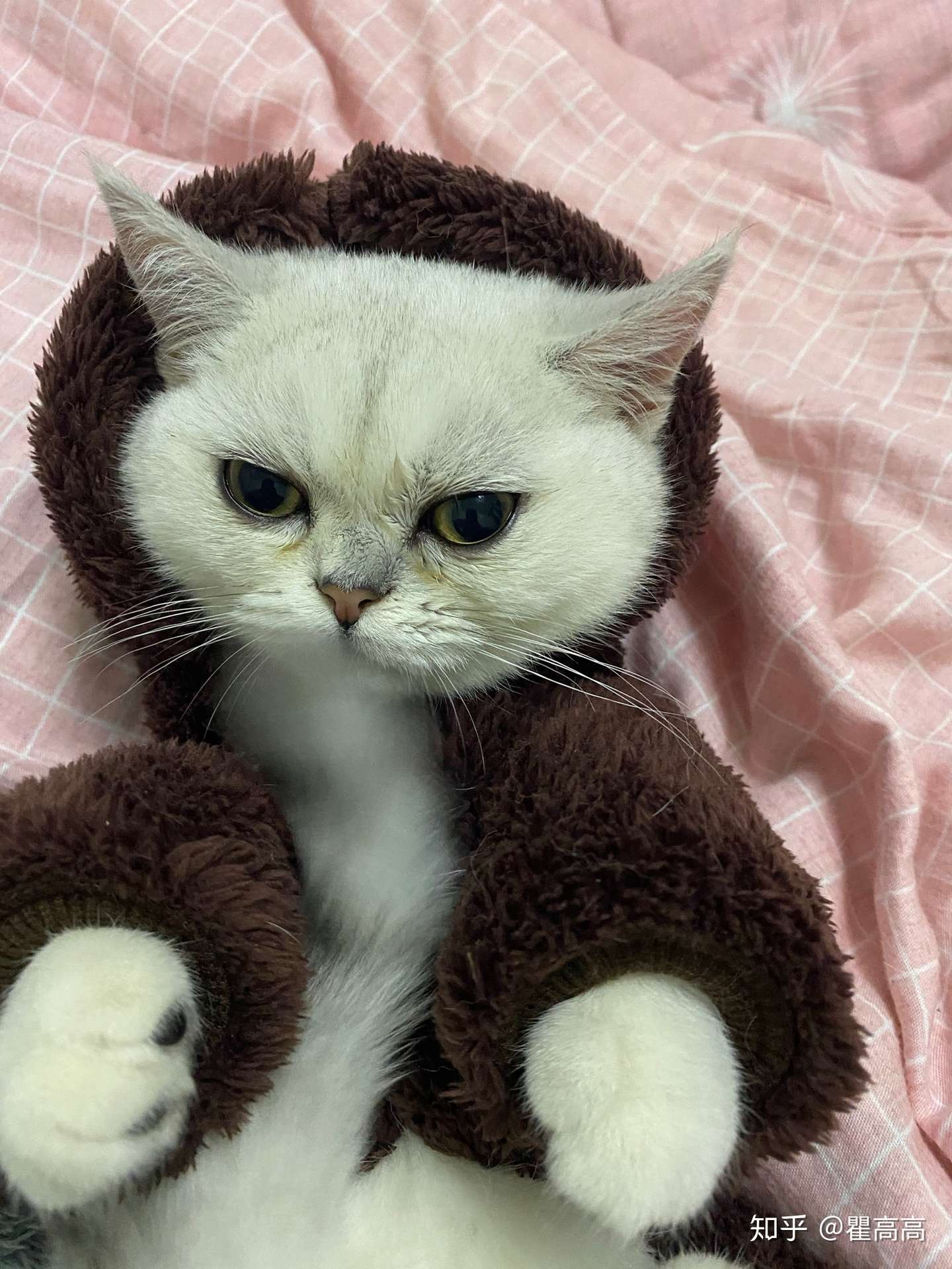 瘦 变瘦 猫咪银渐层越来越瘦 知乎