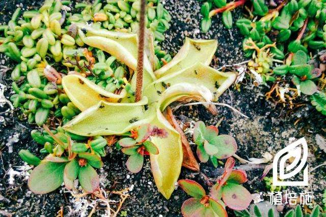 植培施 捕虫堇菜pinguicula Vulgaris 食虫植物栽培手册 知乎