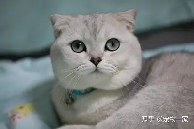纯种银渐层才有的特征很多人都买了串你是吗