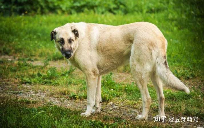 狗由狼进化来的 大家都知道 那么你知道哪几个品种腿后有狼爪呢 知乎