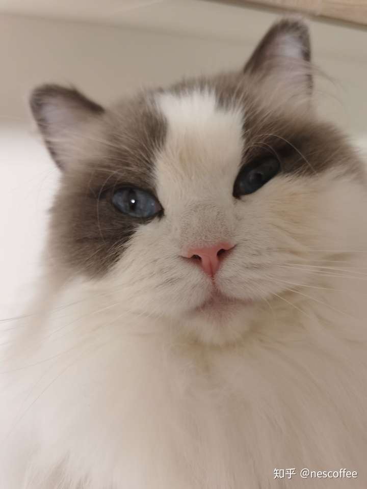 布偶猫 v脸变色