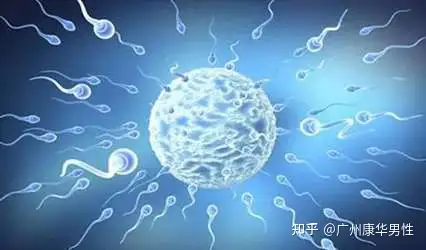 成都做试管婴儿费用（男性不育临床常见类型有哪些?）