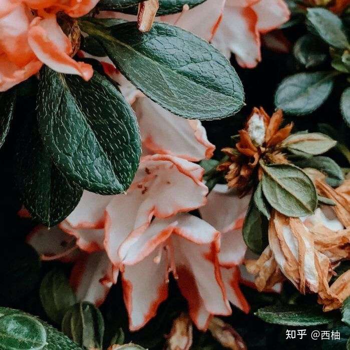 有哪些关于花的文案 知乎