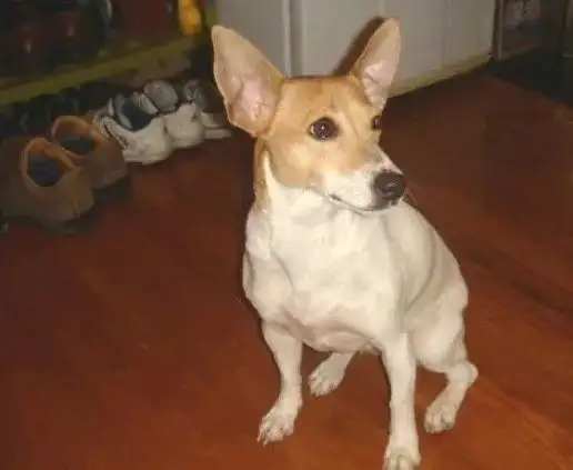 行为秉性 ★★★★★帕尔森·罗塞尔梗与其他的梗犬一样,对同性别的狗