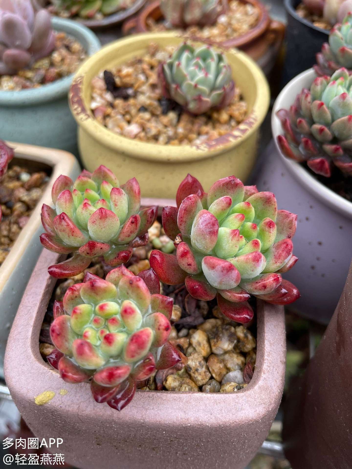 什么样土适合多肉生长 速看 干货满满 知乎
