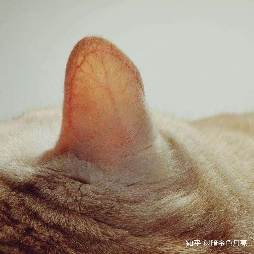 猫会被蚊子咬吗？养猫能用电蚊香吗？ - 知乎