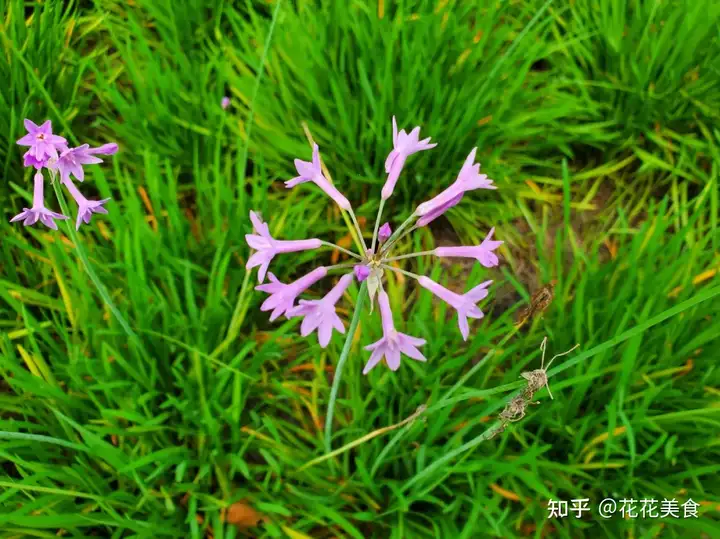 【二十四节气·夏至】日北至，日长之至，日影短至，故曰夏至