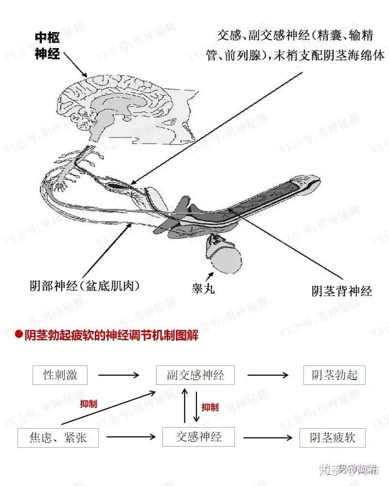 图解 揭秘男人yin茎勃起疲软的神经调节机制 知乎