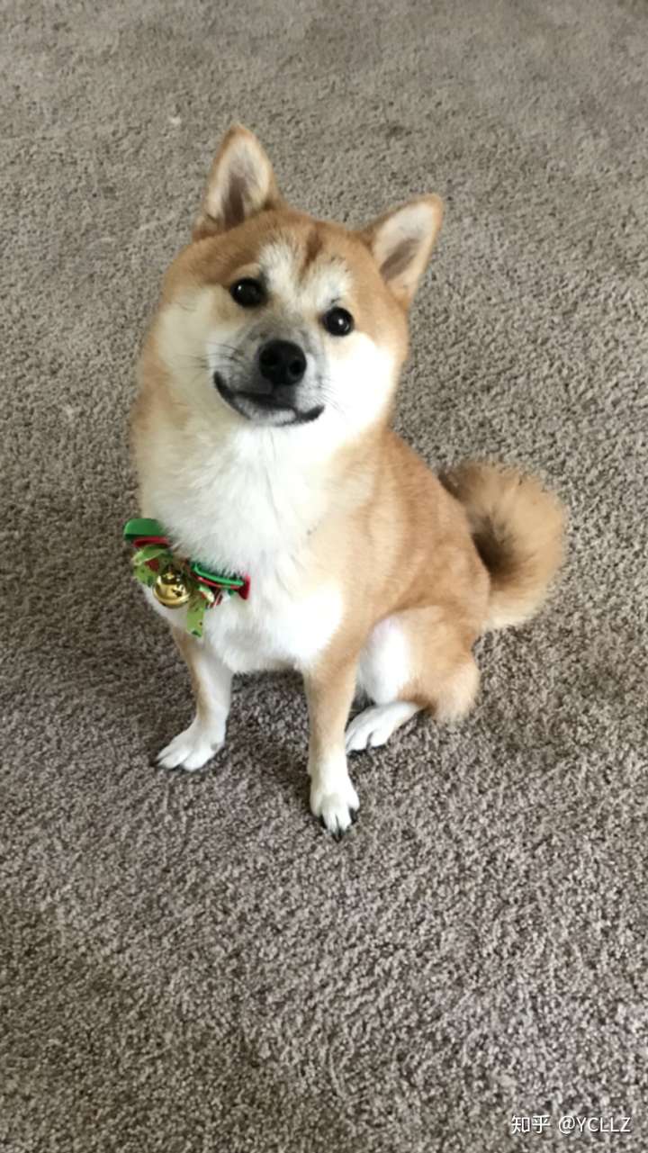 我们家柴一岁两个月了还有黑口罩 在慢慢的褪 希望两岁之前能褪完吧