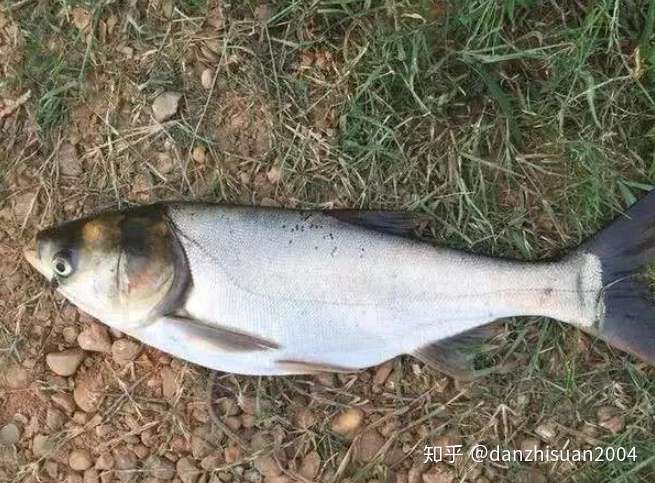 寄生虫是阻碍花白鲢正常生长的一大难关 如何安全防控寄生虫 知乎