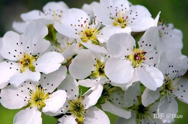每一朵花儿都有自己故事 花语 知乎
