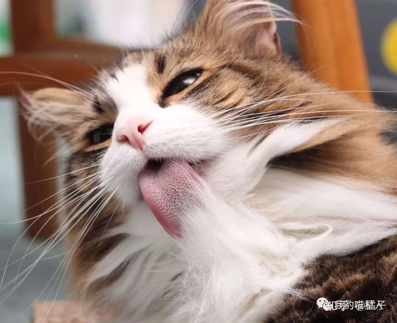 怎样帮助猫咪减少体内的毛球 知乎