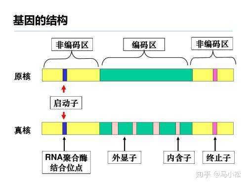 為什麼基因突變產生一個以上等位基因呢