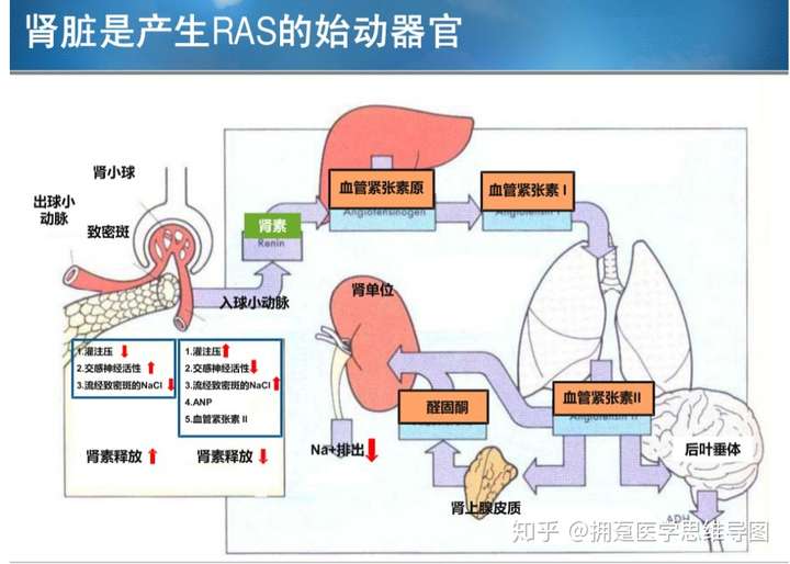 肾素血管紧张素醛固酮系统raas速记