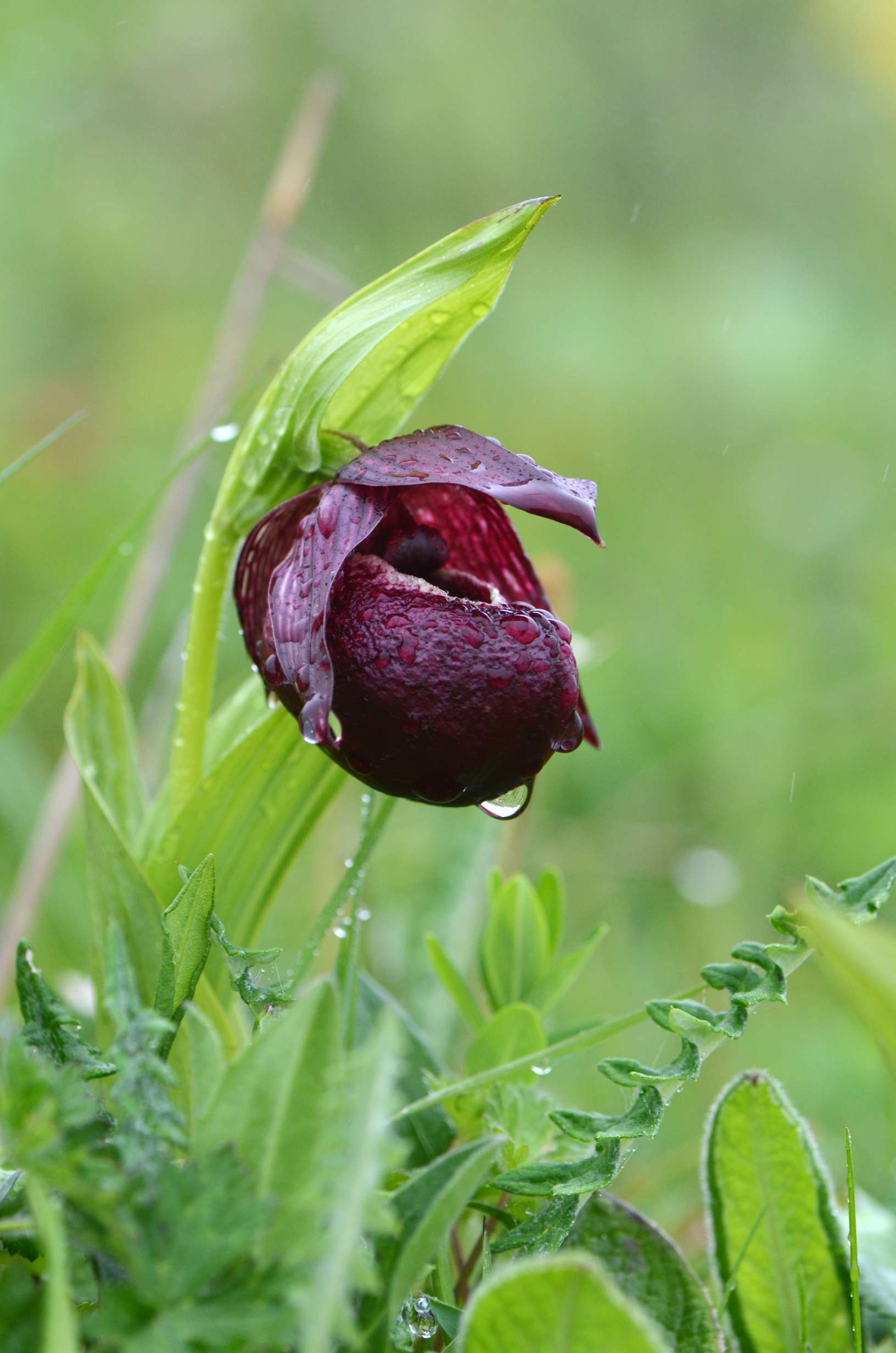 川西兰花四种:大叶火烧兰,西藏杓兰,广布红门兰,斑唇红门兰.