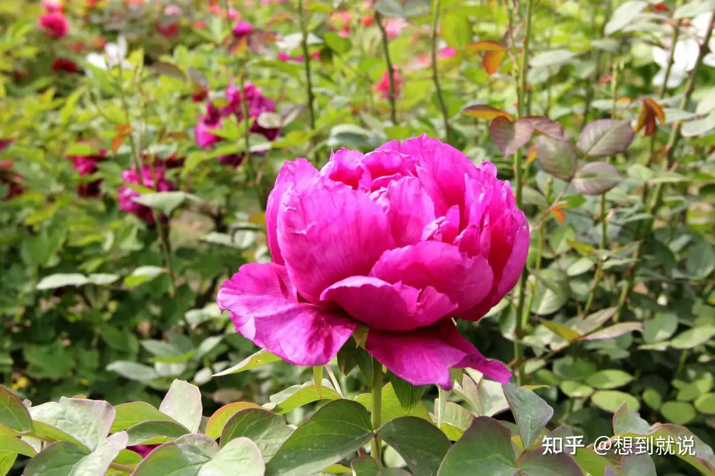 看看你是什么星座 知乎