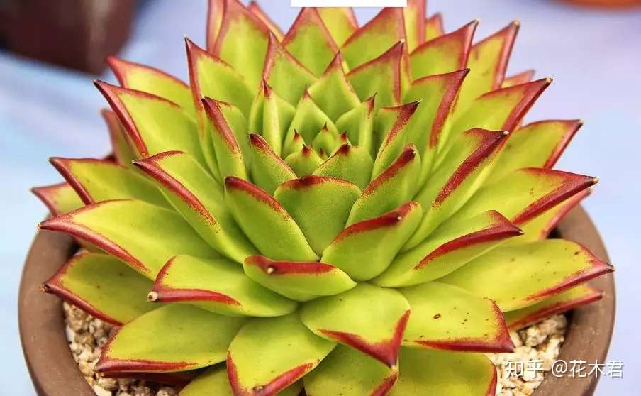 冬季购买多肉的小窍门以及品种推荐 知乎