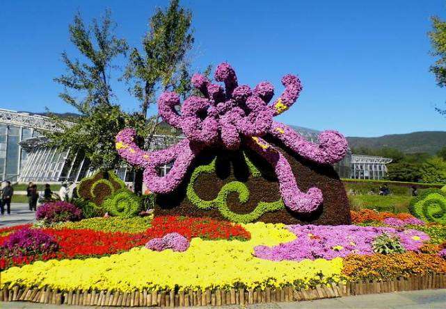 天气凉快了 一起去这七个菊花展区赏花去啊 知乎