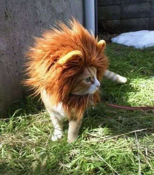 为什么我的猫得了胰腺炎、炎性肠炎(IBD),而其他猫没有? - 知乎