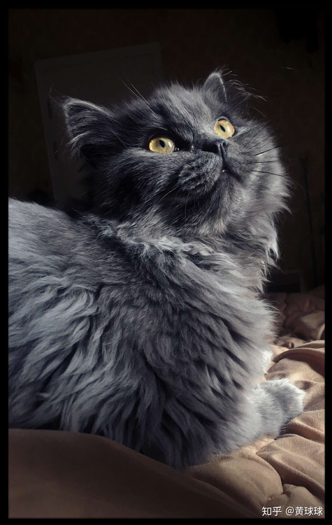 一只单侧隐睾猫的绝育过程- 知乎